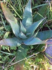 Aloe × schimperi