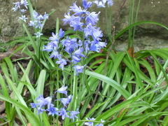Hyacinthoides hispanica