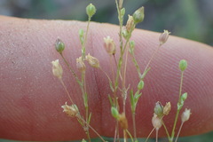 Sagina decumbens
