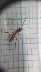 Syrphoctonus tarsatorius