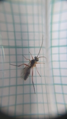 Syrphoctonus tarsatorius