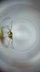 Syrphoctonus tarsatorius