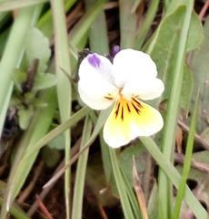 Viola × contempta