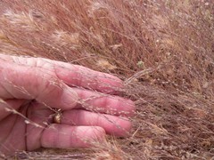 Muhlenbergia appressa