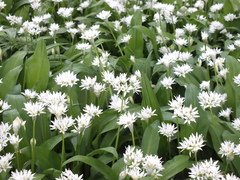 Allium ursinum
