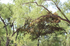 Albizia inundata