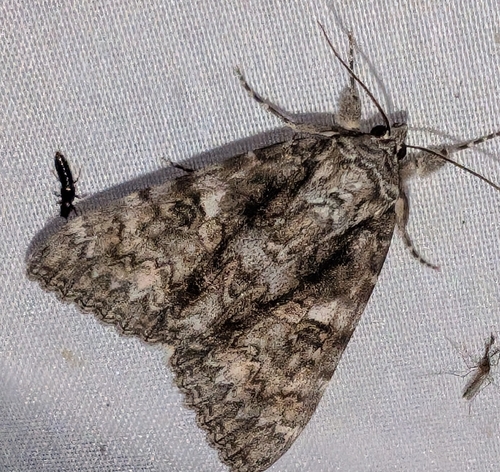 Semirelict Underwing Moth photo 4