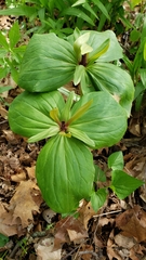 Trillium viride