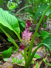 Curcuma aromatica, photograph author not stated, no rights reserved
