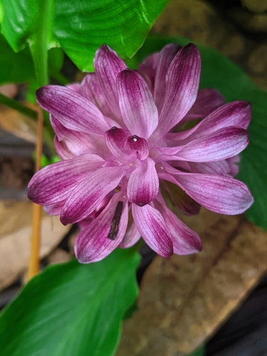 Curcuma aromatica, photograph 4