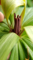 Trillium viride