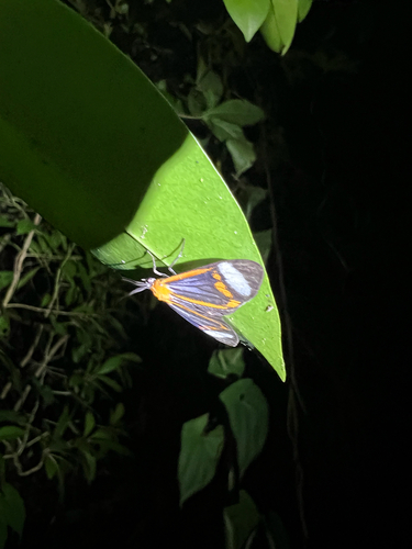 Harlequin Moth