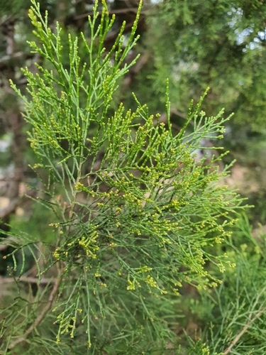 Slender Cypress-pine