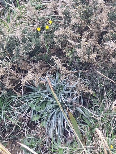 Celmisia major, photograph 6