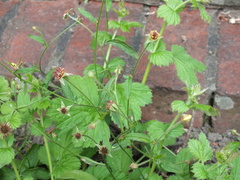 Geum urbanum