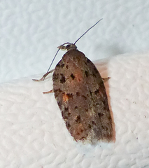 Acleris ptychogrammos