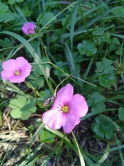 Oxalis hispidula