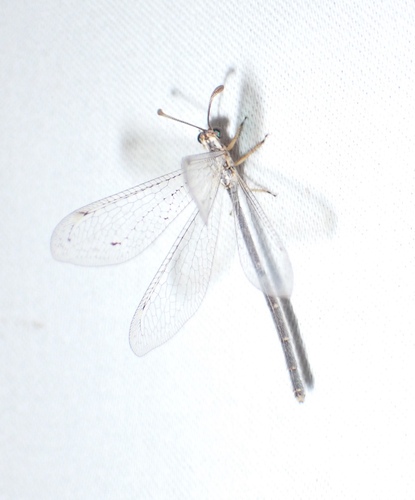 Clathroneuria coquilletti