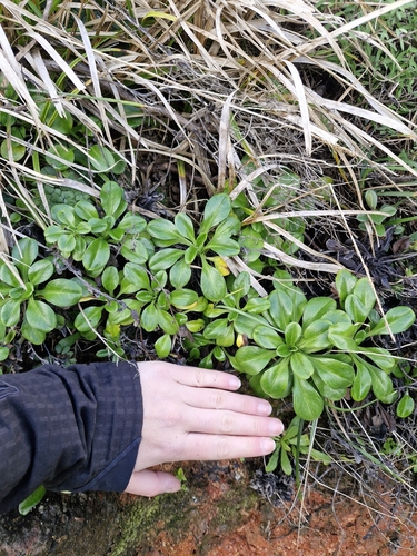Myosotis pansa