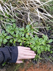 Myosotis pansa