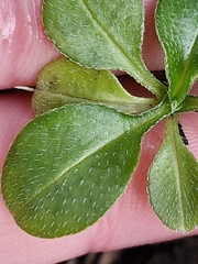(c) Irisa Hudson, some rights reserved (CC BY) Myosotis pansa, photograph (c) Irisa Hudson, some rights reserved (CC BY)
