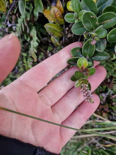 Veronica obtusata, photograph 4