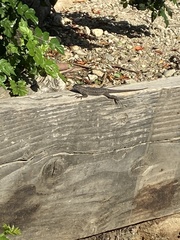 Sceloporus occidentalis