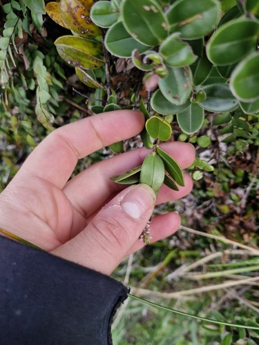 Veronica obtusata, photograph 5