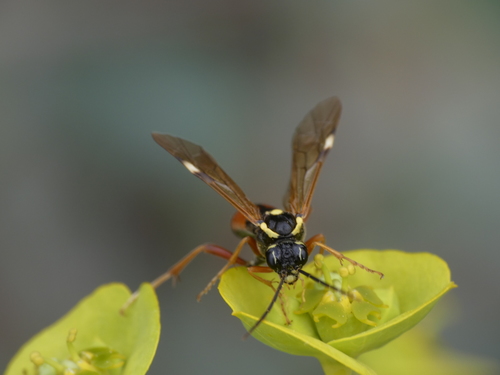 Tenthredopsis stigma
