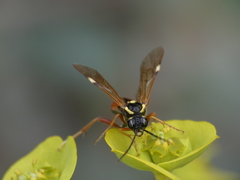 Tenthredopsis stigma