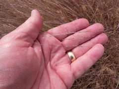 Muhlenbergia appressa