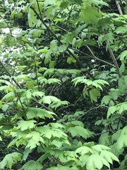 Acer pseudoplatanus