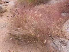 Muhlenbergia appressa