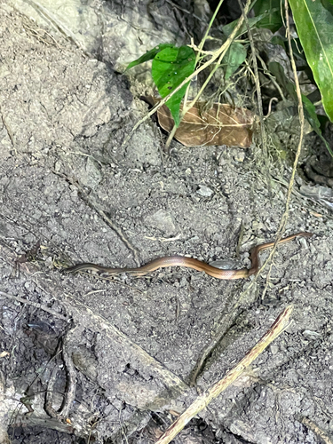 Jamaican Red Groundsnake