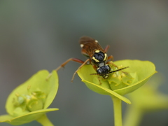 Tenthredopsis stigma