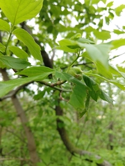 Contarinia negundinis