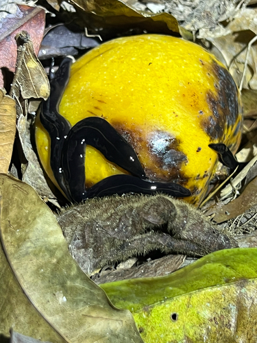 New Guinea Flatworm