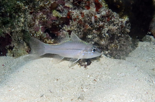 Pristiapogon exostigma observed 2026-07-11