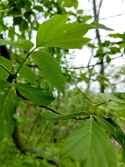 Contarinia negundinis