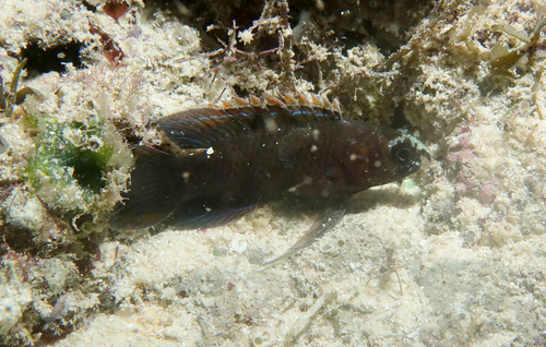 Plesiops observed 2026-07-11