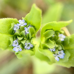 Valerianella locusta