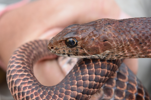 Clarion Island Whip Snake