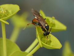 Tenthredopsis stigma
