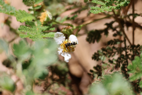 iNaturalist observation photo of Furrow Bees