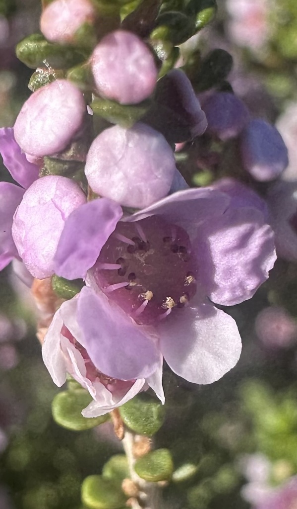 Thryptomene maritima
