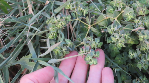 Euphorbia falcata, photograph 3