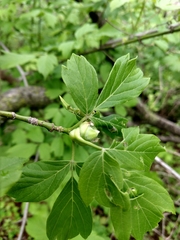 Contarinia negundinis