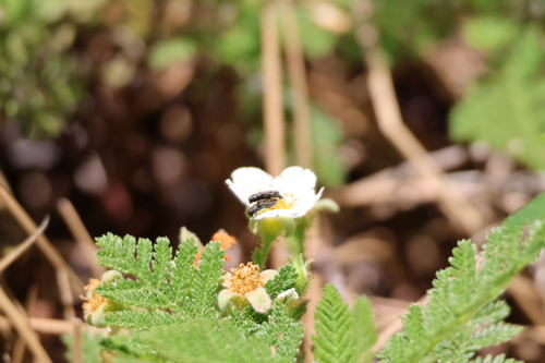 iNaturalist observation photo of Insects