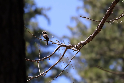 iNaturalist observation photo of Tyrant Flycatchers