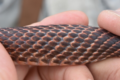 Masticophis anthonyi